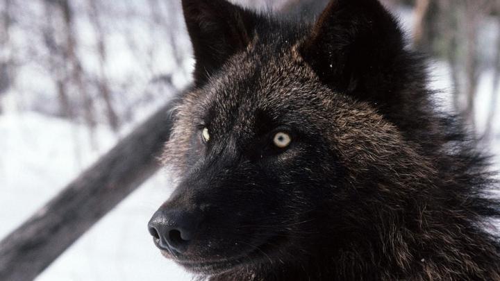 Wolf Wallpaper 4K : Fox and Wolf Wallpapers - Top Free Fox and Wolf 