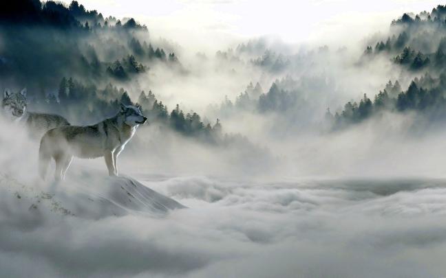 Wolf Wallpaper 4k Desktop - Free Hd Wallpaper 4K II