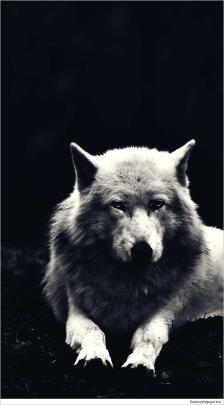 Alpha Wolf Wallpaper 4k | Wolf wallpaper, Animal wallpaper, Wolf spirit 