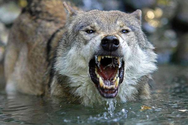 Wolf Wallpaper 4K For Mobile \/ Wolf 4K HD Desktop Wallpaper for 4K 