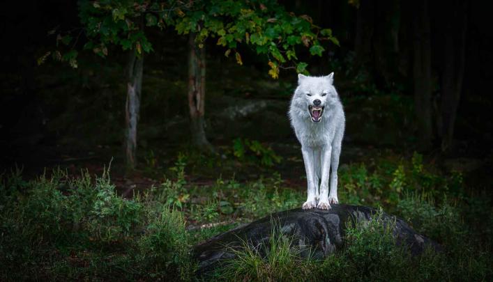 Wolf Wallpaper 4k Android - Images | Slike