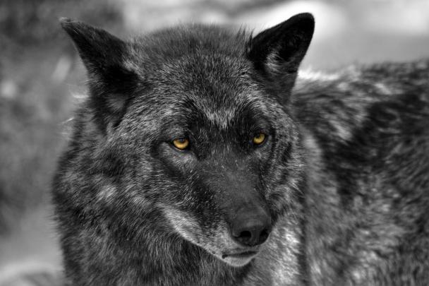 Wolf Wallpaper 4K Black - Wolf 4K Wallpaper, Beast, Wild, White wolf 