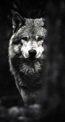 White Wolf Wallpaper 4k - Wallpaper