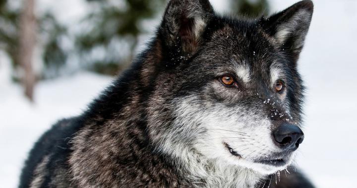 Wallpaper 4k Ultra Hd Wolf - Wallpaper