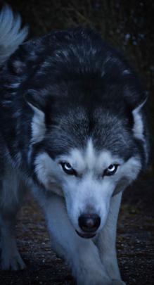Wolf Wallpaper 4K For Mobile : tongues, Dog, Animals, Closeup, Wolf 