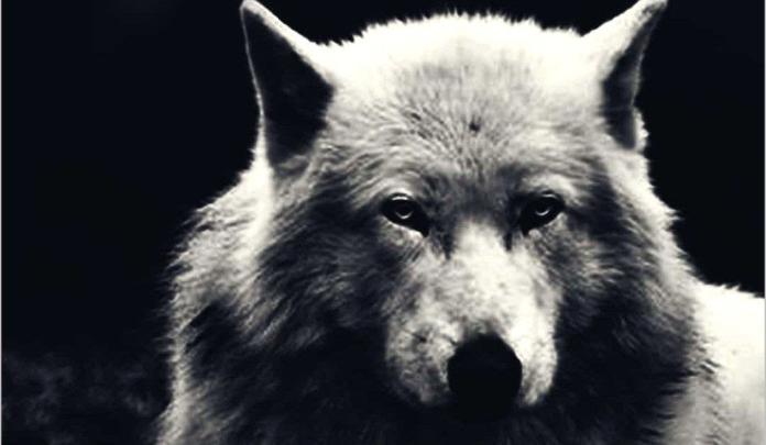 White Wolf Wallpaper 4k - Wallpaper