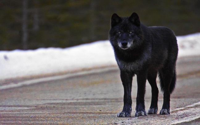Black Wolf 4K Wallpapers - Top Free Black Wolf 4K Backgrounds 