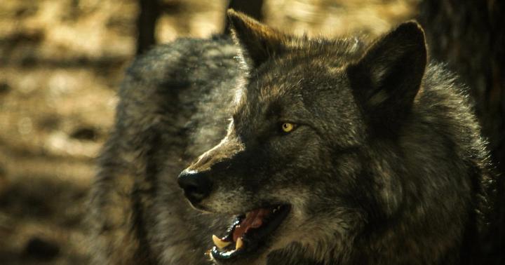 Wolf Wallpaper - 4K Wolf Wallpaper (43+ images) - Here are only the 
