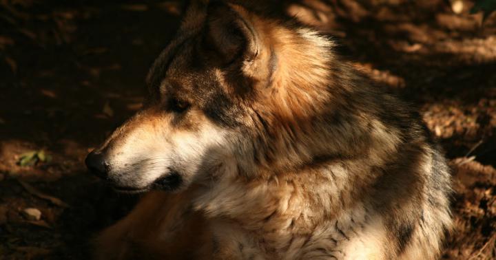 Wolf Wallpaper 4K Hd : 58+ 4K Wolf Wallpapers on WallpaperPlay