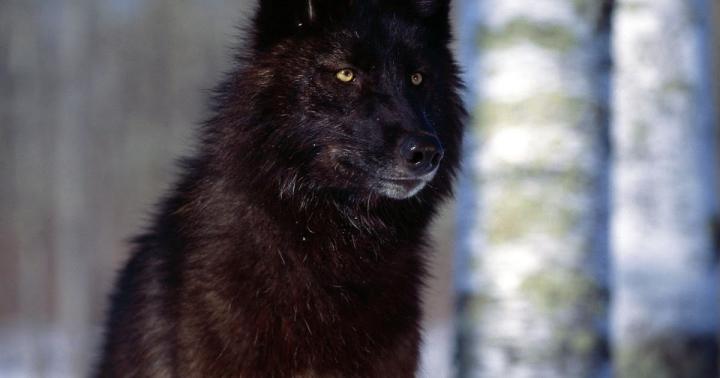 Wolf Wallpaper 4k For Pc - Images | Slike