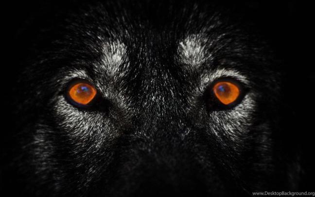 Lone Wolf Black Wolf Wallpaper 4K - img-nincompoop