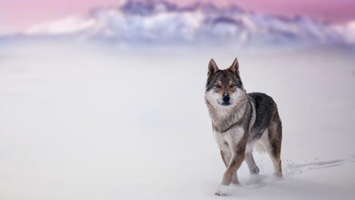 Wolf Wallpaper 4k - Top Quality Wolf Wallpaper For Desktop