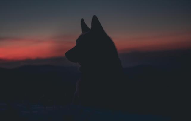 Wolf Wallpaper 4K Handy