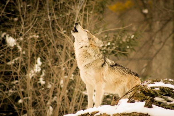 Wolf Wallpaper 4K - 4K Wolf Wallpaper -