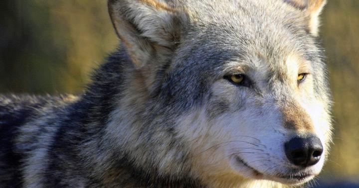 Wolf Wallpaper 4K For Mobile : Wolf Wallpapers HD A16 - HD Desktop 