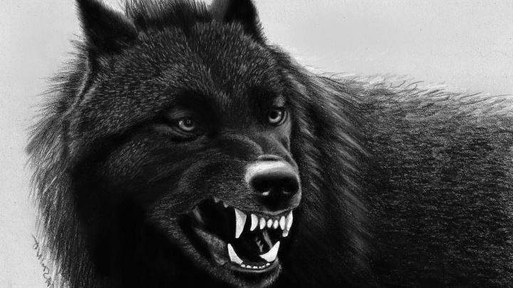 Wolf Wallpaper 4K Black And White - Pin On Wolf Wallpapers 1 