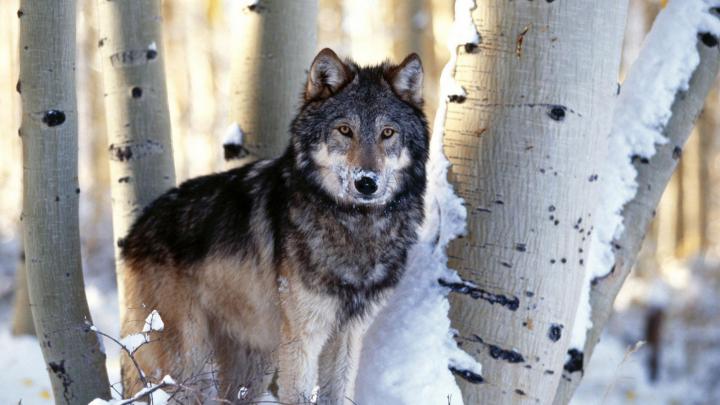 Wolf Wallpaper 4K - Black Wolf Wallpapers 4k Black Wolf Wallpapers 4k 