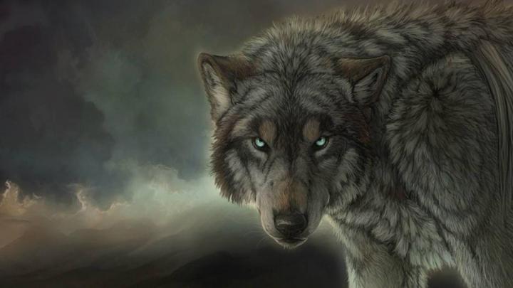 Wolf Wallpaper 4K - Teen Wolf Wallpaper 4k 2440512 Hd Wallpaper 