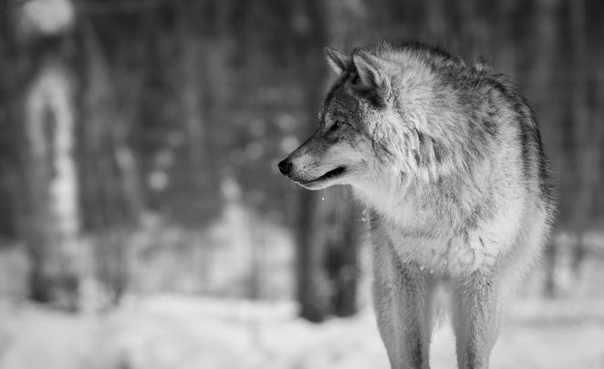 Wolf Wallpaper 4K Pc - Wolf Hd Wallpapers 1080p 4k 39137 Wolf Wallpaper 