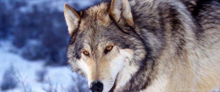 Wolf Wallpaper 4K Desktop - Galaxy Wolf Wallpapers - Top Free Galaxy 