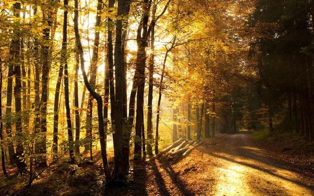 Forest wallpaper HD \u00b7\u2460 Download free awesome backgrounds for desktop 