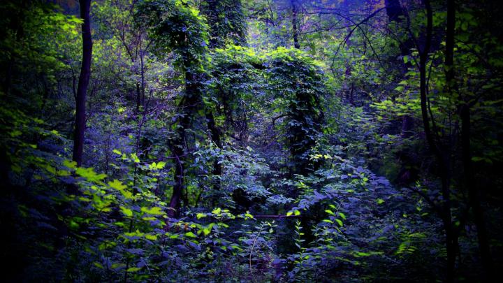 Wallpaper 1080p Forest (76+ images)