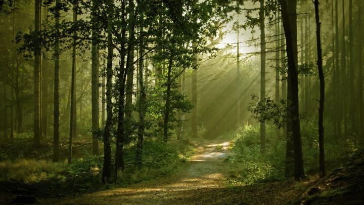 Old Forest Wallpapers - Top Free Old Forest Backgrounds - WallpaperAccess