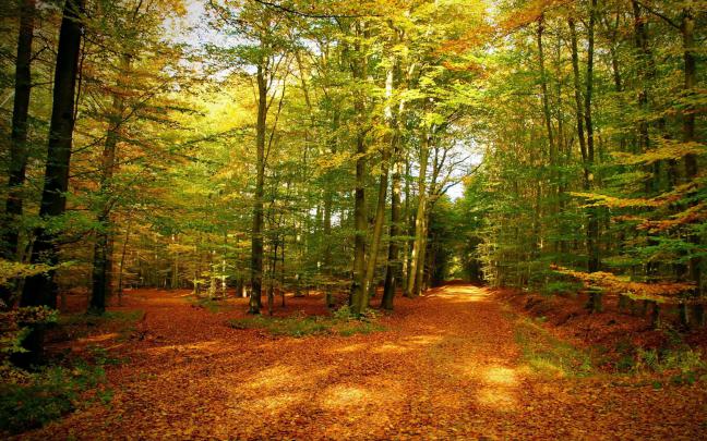 Forest Wallpaper HD (77+ images)
