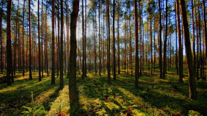 Wallpaper 1080p Forest (76+ images)