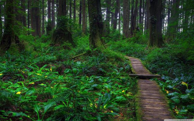 Old Growth Forest Wallpapers - Top Free Old Growth Forest Backgrounds 