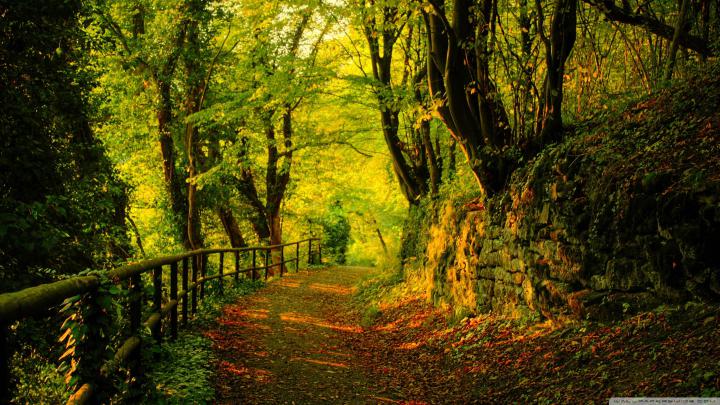 HD Forest Wallpapers - Top Free HD Forest Backgrounds - WallpaperAccess