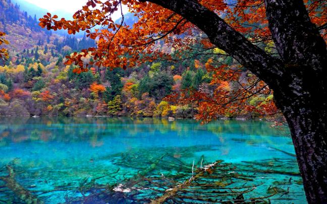 HD Forest Wallpaper (75+ images)