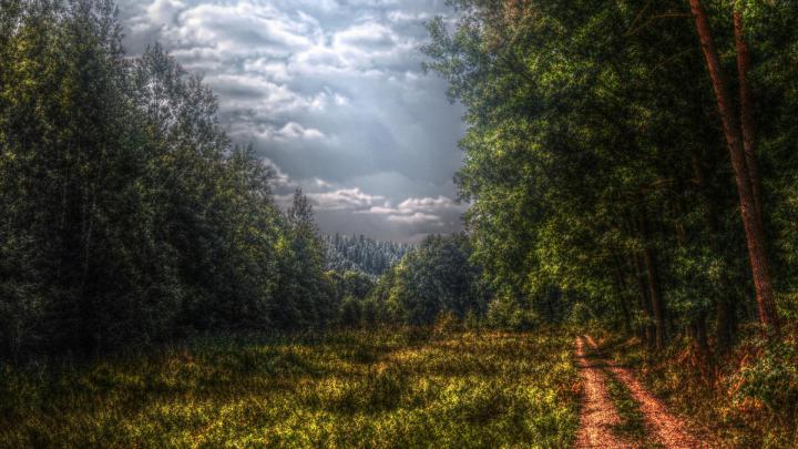 [74+] Forest Wallpaper Hd 