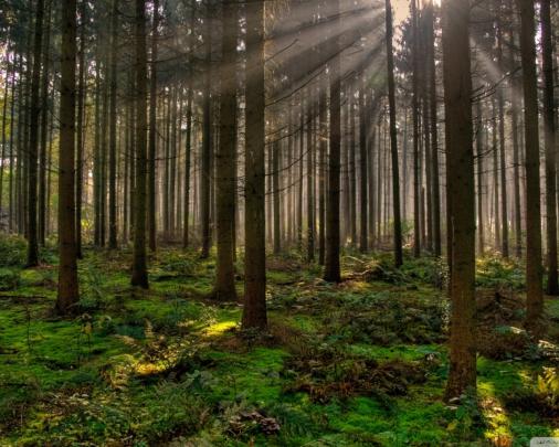 Free download Forest 30 Wallpaper 1920x1080 Forest 30 [1920x1080] for 