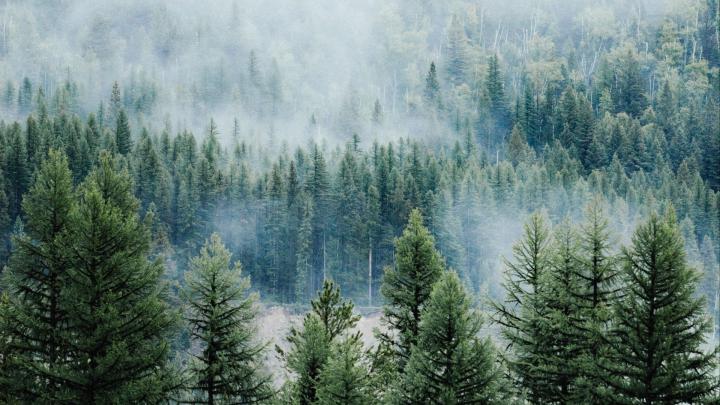 Forest Trees Wallpapers - Top Free Forest Trees Backgrounds 