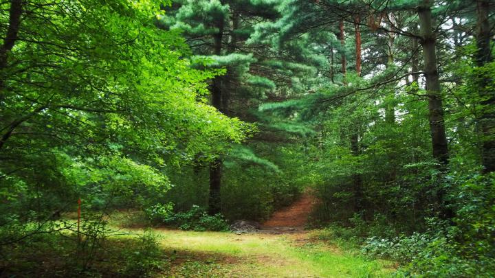 Wallpaper 1080p Forest (76+ images)