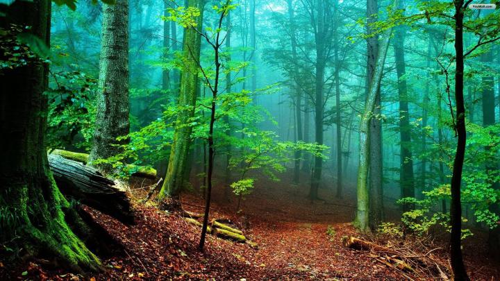 Forest wallpaper \u00b7\u2460 Download free beautiful backgrounds for desktop 