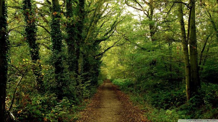 Free download Forest Road 8 Wallpaper 1920x1080 Forest Road 8 
