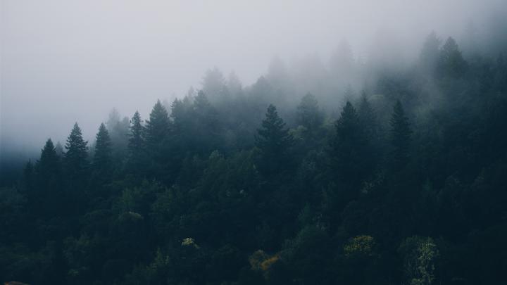 Forest Wallpaper HD (77+ images)