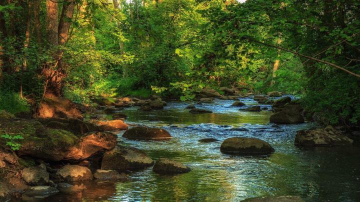 Forest Creek 4K Wallpapers - Top Free Forest Creek 4K Backgrounds 