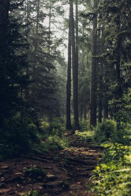 Full HD Forest Wallpapers - Top Free Full HD Forest Backgrounds 