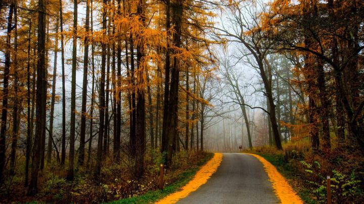 Forest Autumn Mac Wallpaper Download | AllMacWallpaper