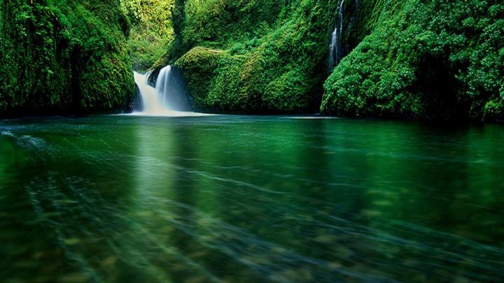 Forest Wallpapers for Desktop (49+ images)