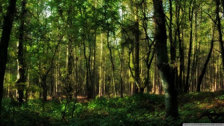 [30+] Forest Wallpaper 1920x1080 