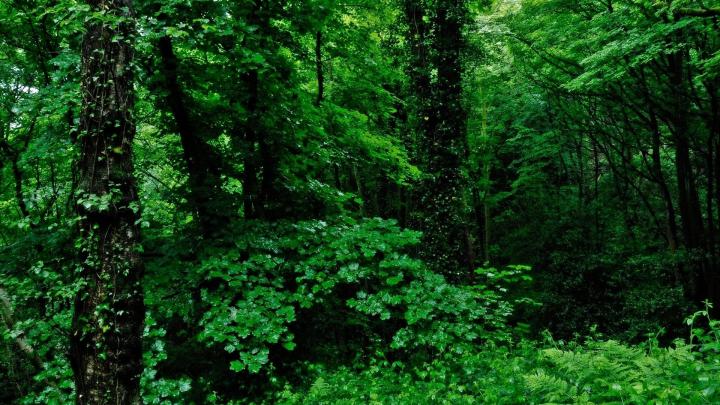[30+] Forest Wallpaper 1920x1080 
