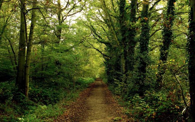 Background Forest \u00b7\u2460 