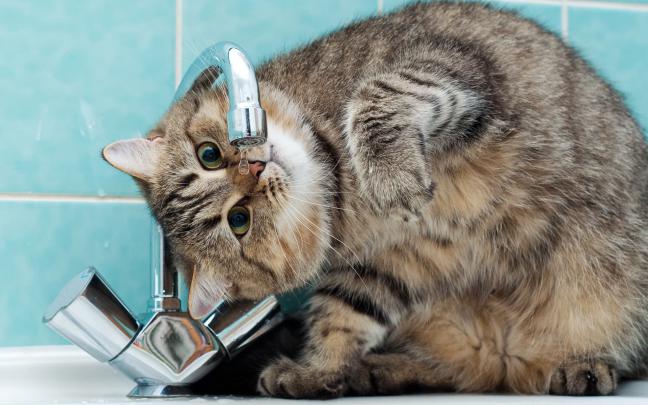 Funny Cat Wallpapers on WallpaperDog