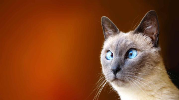 Funny Cat Wallpapers on WallpaperDog