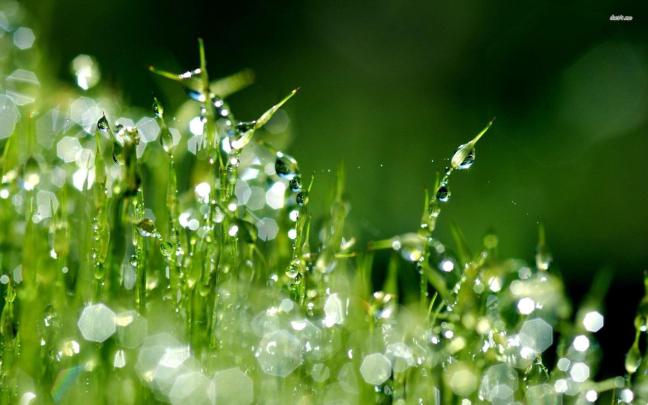 Rain HD Desktop Wallpapers - Top Free Rain HD Desktop Backgrounds 