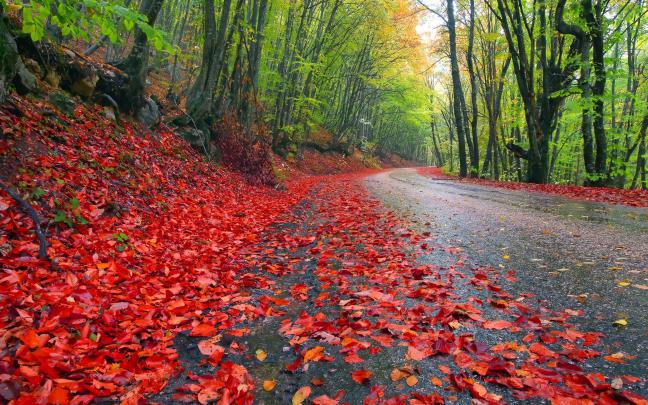 Rainy Fall Wallpaper (78+ images)